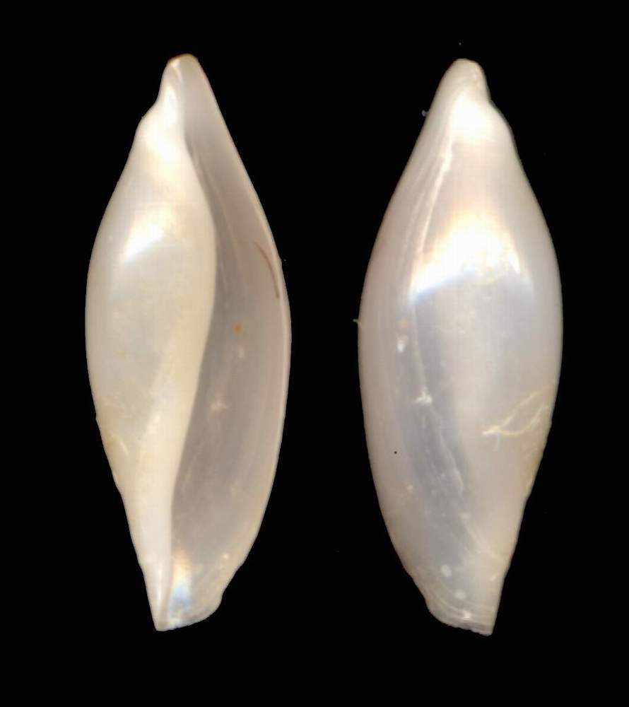 Simnia spelta juv.